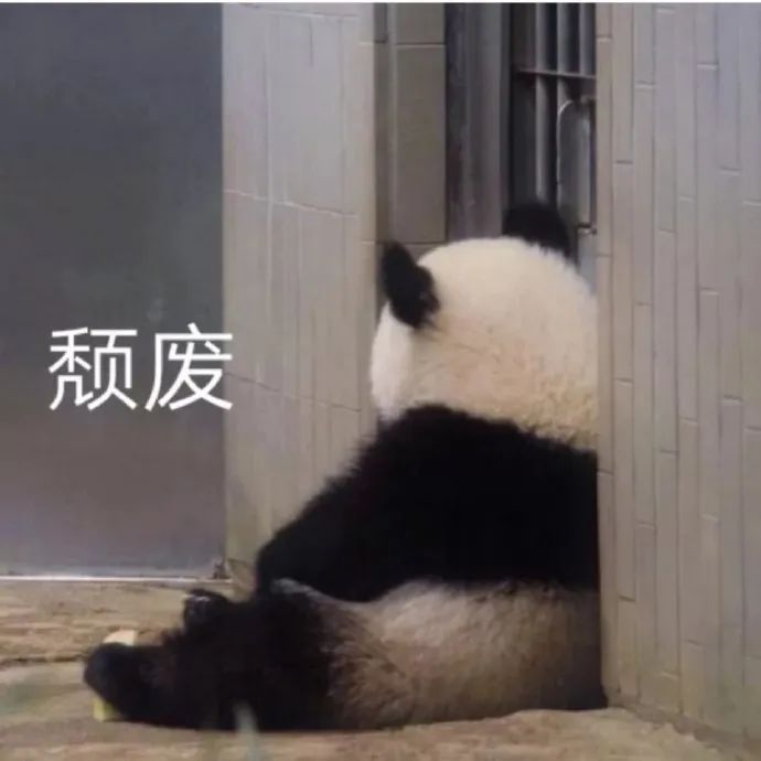 表情包:大熊猫争宠的样子,白白胖胖充满希望