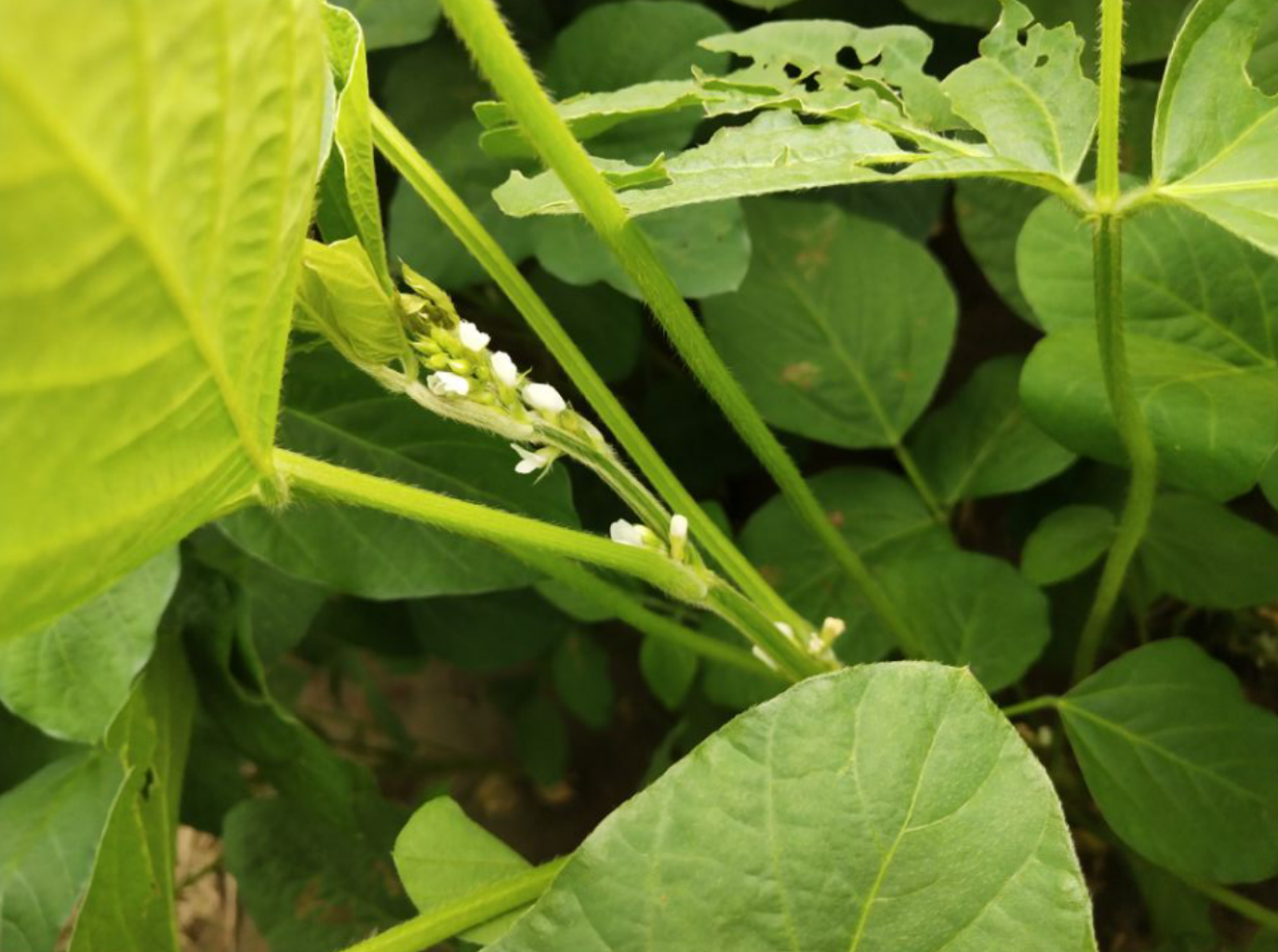 大豆什么时候开花?种植户怎样做,有利于提高大豆结荚率?