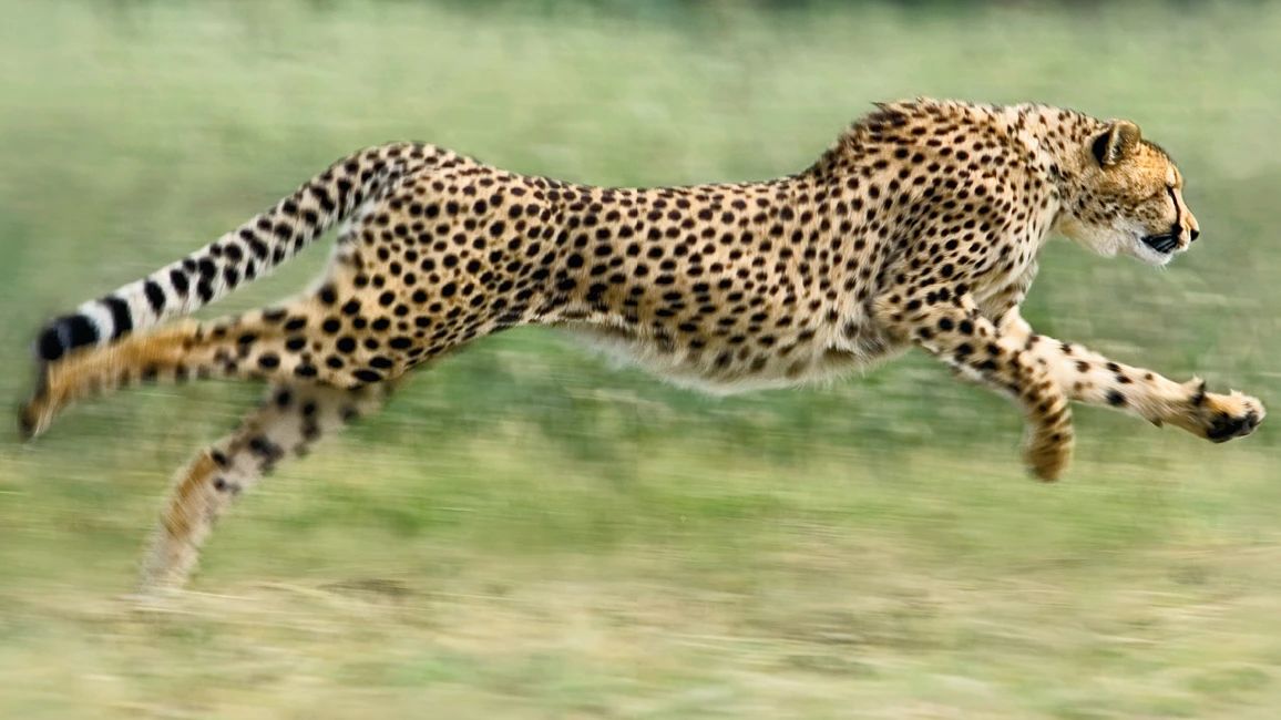 猎豹跑那么快,为何有时快追上猎物时却突然放弃?因为体温过高?