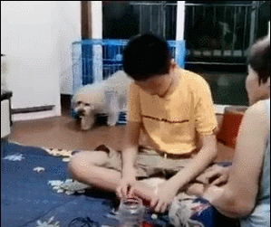 太热了!狗狗忍无可忍,站起来把风扇转向对准了自己
