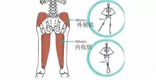 内收肌外展肌的作用