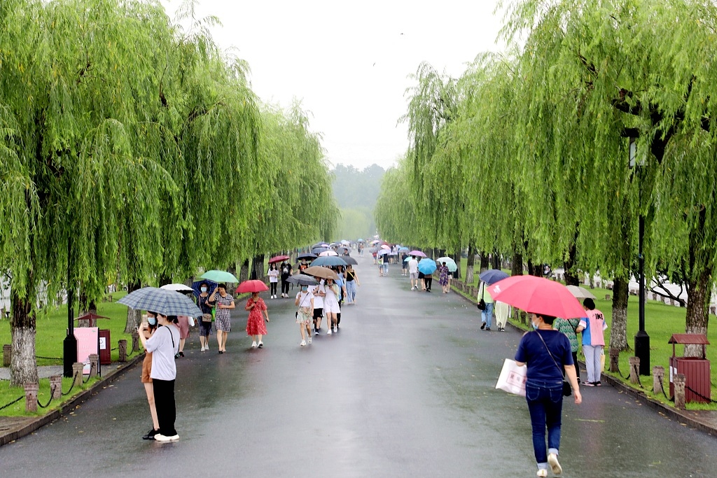 杭州,杭州西湖,荷花,下雨