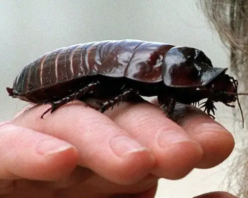 中国人最"讨厌"的蟑螂,在澳大利亚却成了宠物,体型更大