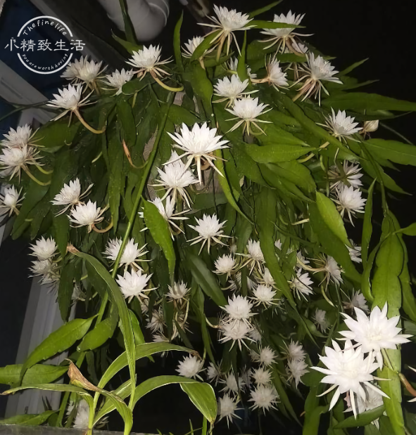 选品种:小叶昙花易爆花