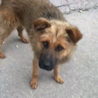 流浪狗,狗,汪星人,狗狗,宠物