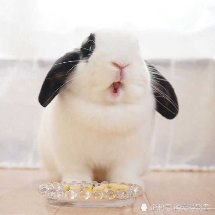 小白兔,兔子,毛茸茸,大耳朵,可爱