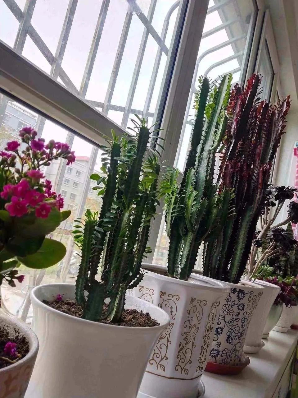 公认最好养的十种花,植物杀手也能轻松养爆盆,你家养了几种?