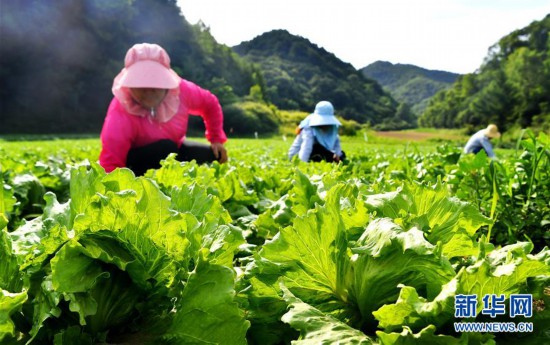 陕西太白:秦岭高山蔬菜走出大山