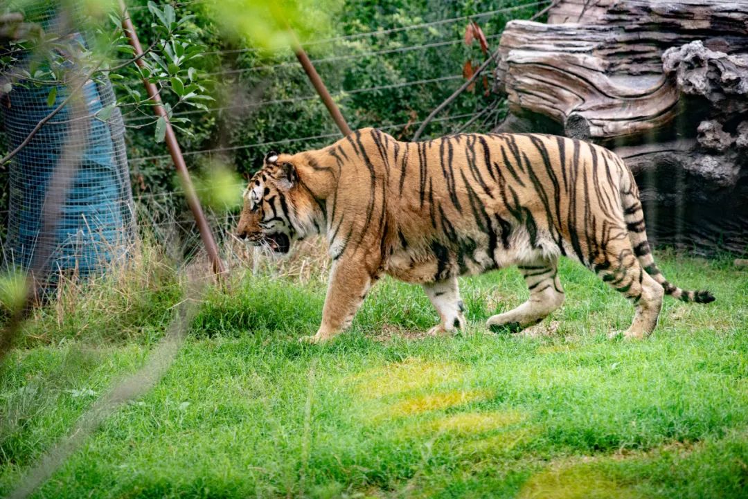 长隆野生动物园,猛兽区,atm,白虎