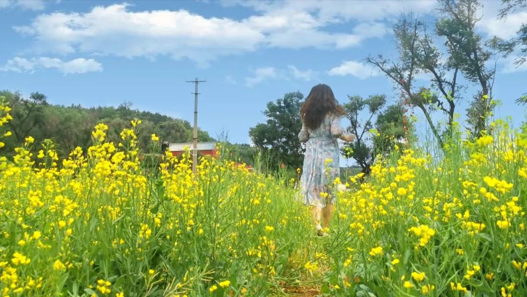 太原西山,北头村油菜花海超美!