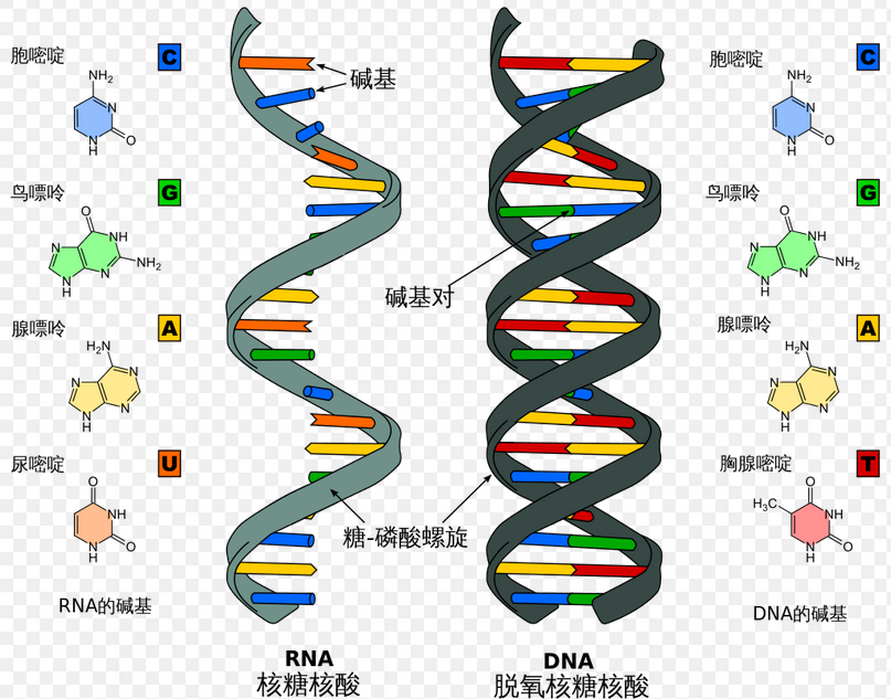 核糖核酸,宇宙,宇宙学