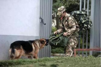军事,训导员和军犬,朋友,退伍,军人