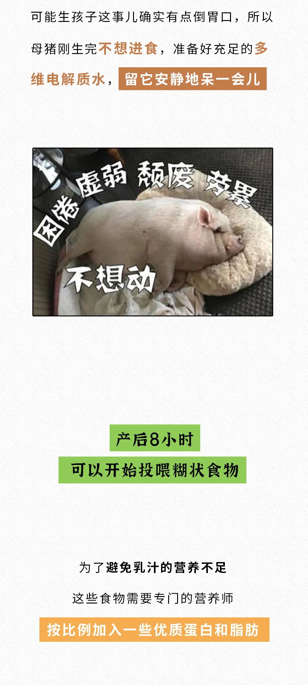 进来学《母猪的产后护理》