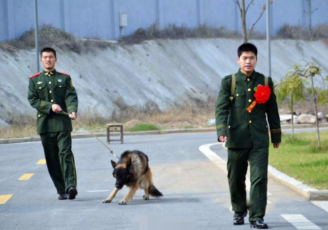 军事,训导员和军犬,朋友,退伍,军人