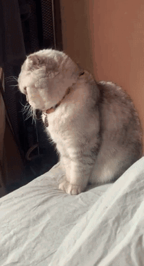 搞笑,萌,萌宠,喵星人