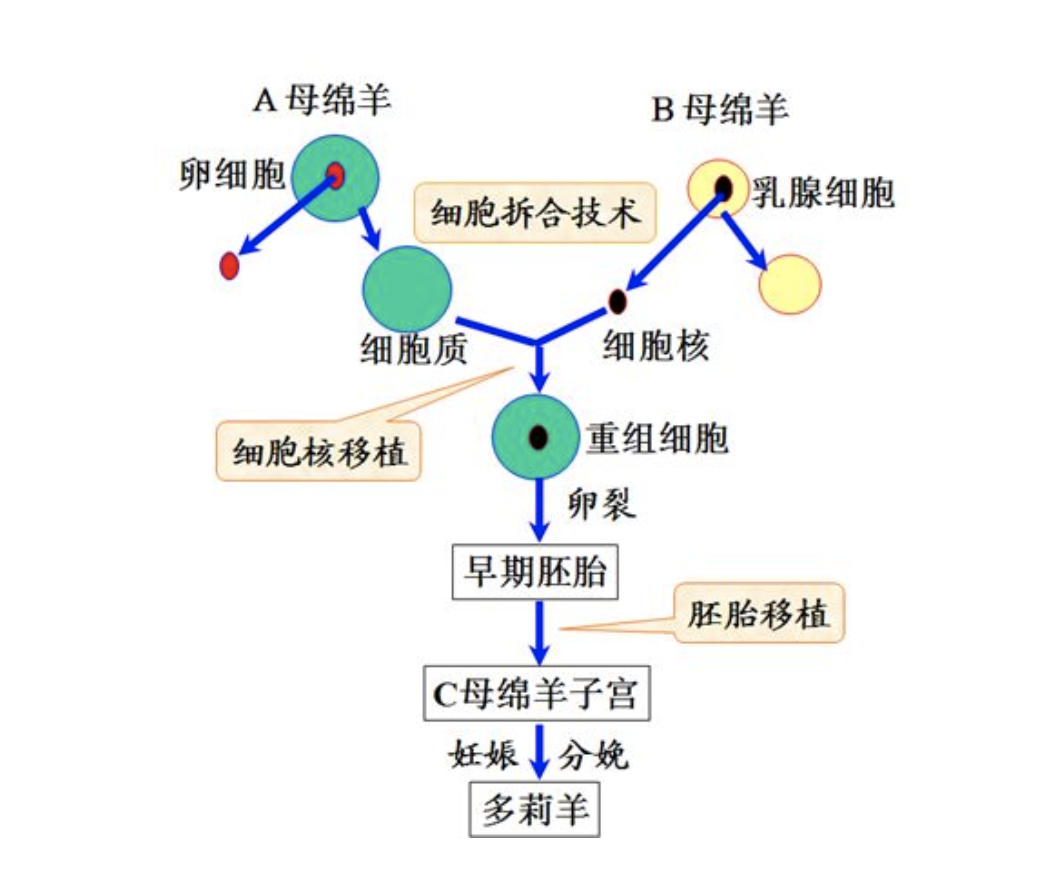 生物课本上著名的克隆羊多莉,如今怎么样了?看完就知道了!