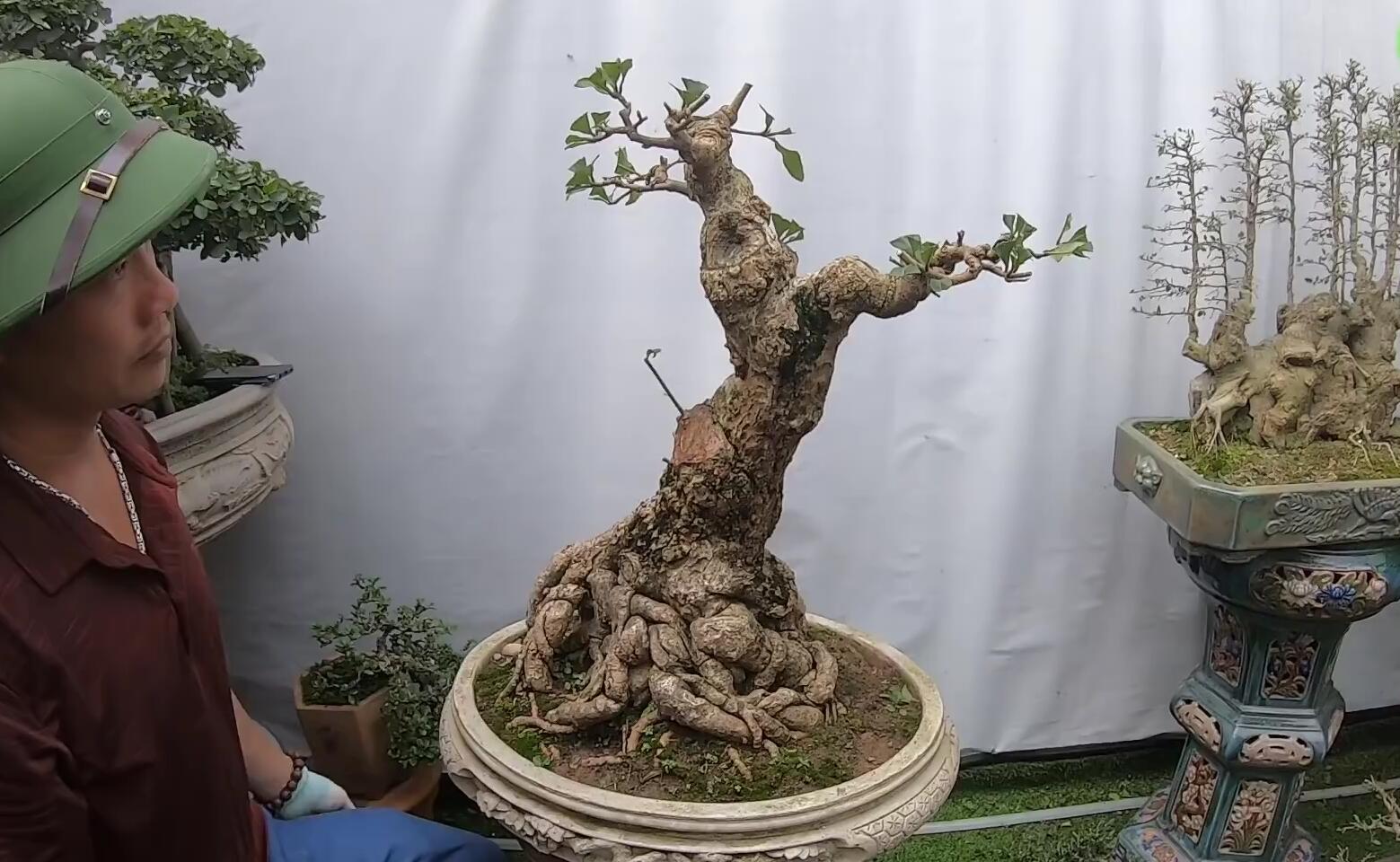 盆景,塑造,技术,造型,欣赏