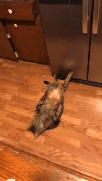 壁纸 动物 狗 狗狗 猫 猫咪 小猫 桌面 200_356 gif 动态图 动图