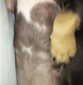 狗子又解锁了新睡姿像不像上班时候的你