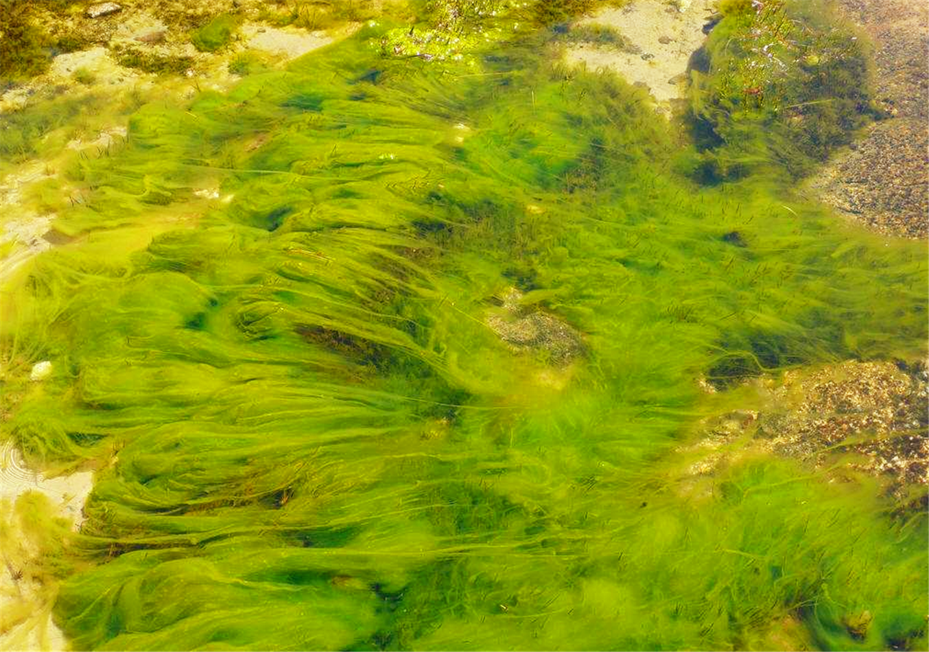 【藻类植物:原生生物界一类真核生物,主要水生,无维管束,能进行光合