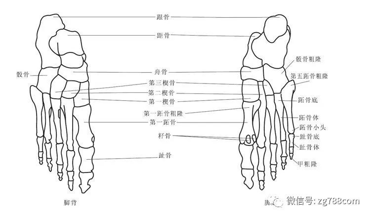 脸歪了从脚骨错位开始的.