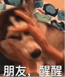 斗图精选表情包|按下骂人开关