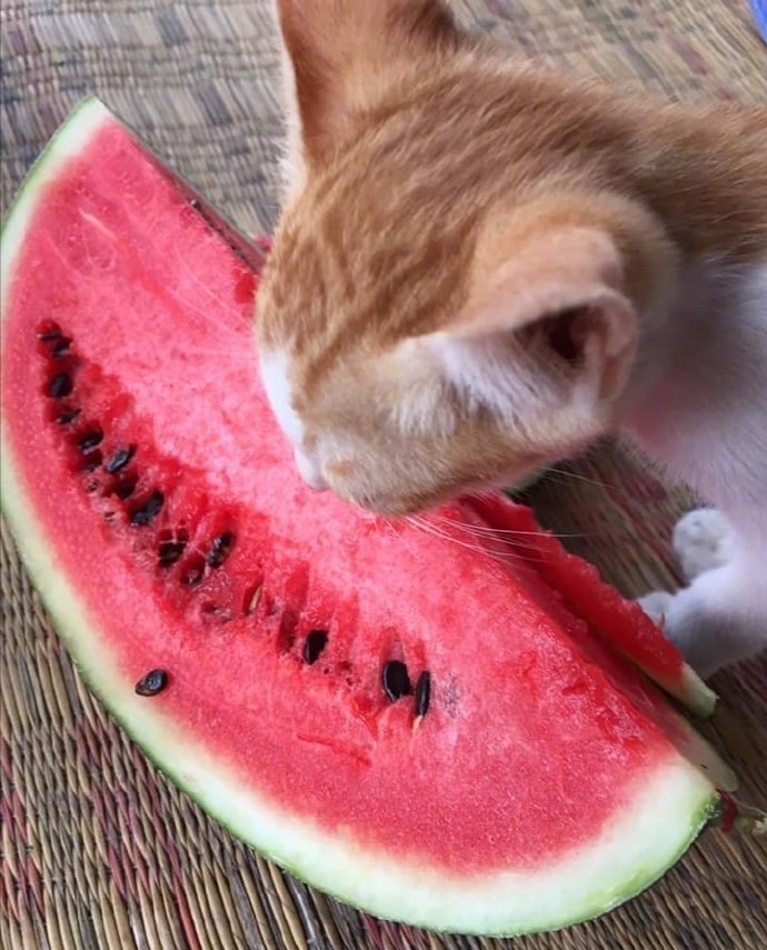 西瓜,铲屎的,猫咪