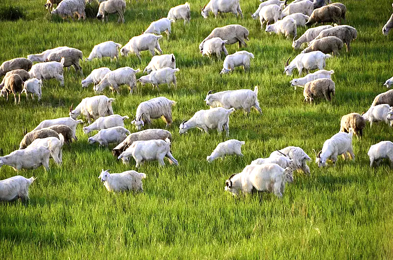 约会草原第3天,如果牛羊停止吃草将会怎样,用心感受蒙古包