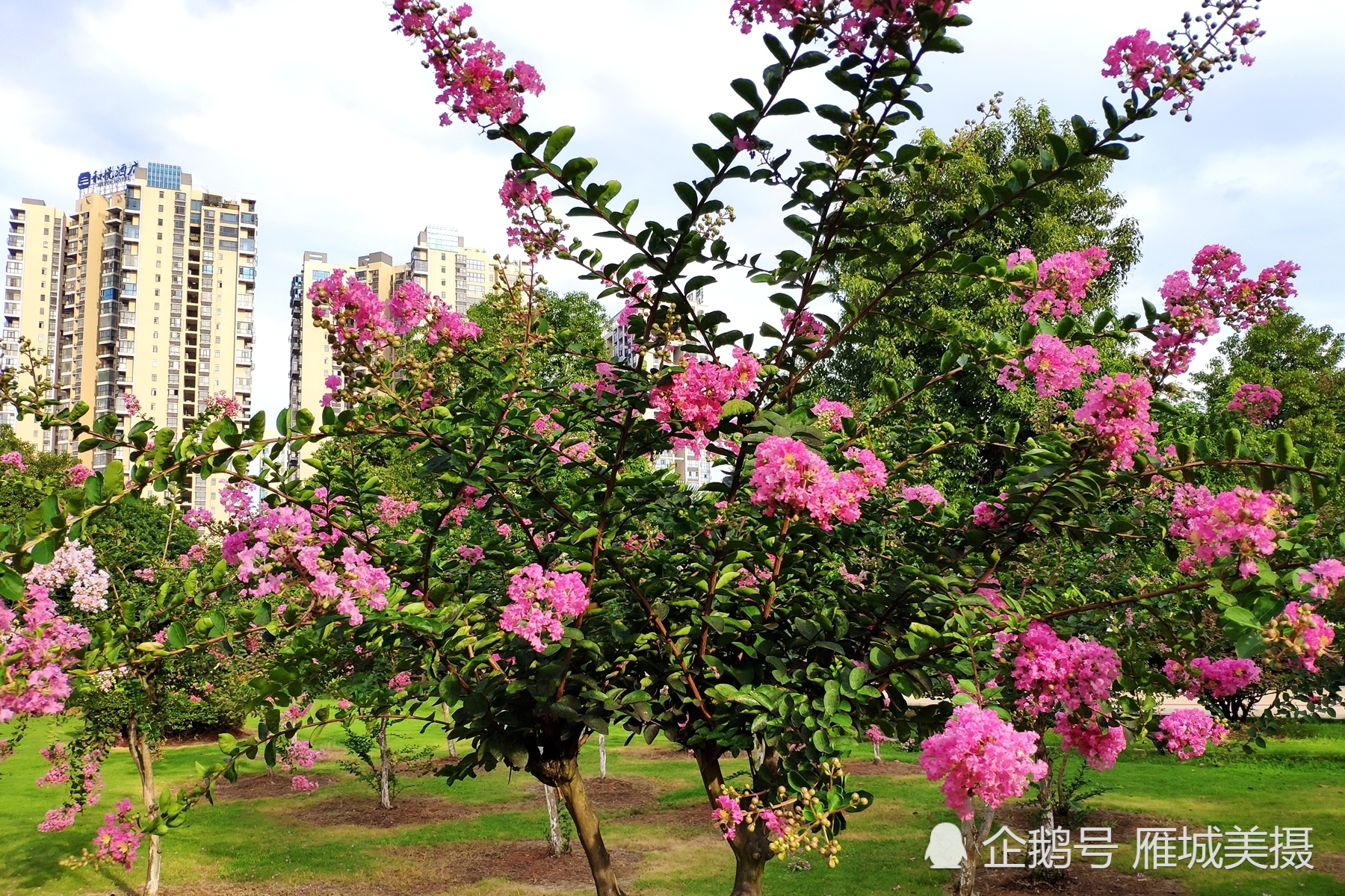 衡阳市高新区船山公园:紫薇花争奇斗艳,成为夏日靓丽风景
