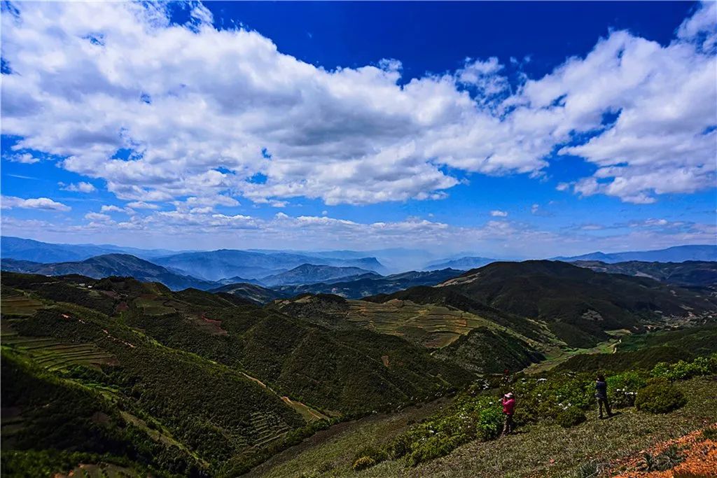 凉山彝族自治州,大凉山,彝族,索玛花