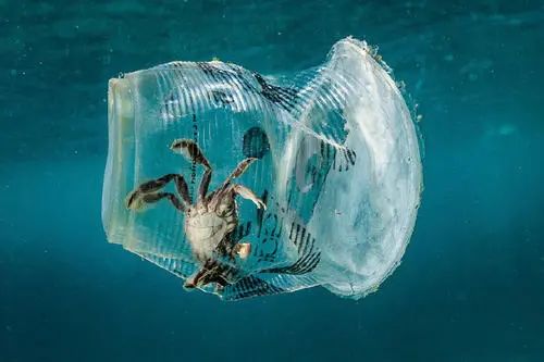 海洋垃圾影响海洋景观,威胁航行安全,并对海洋生态系统的健康产生影响
