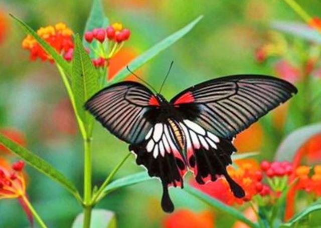 云南最美景点,每年都有上亿蝴蝶破茧而出
