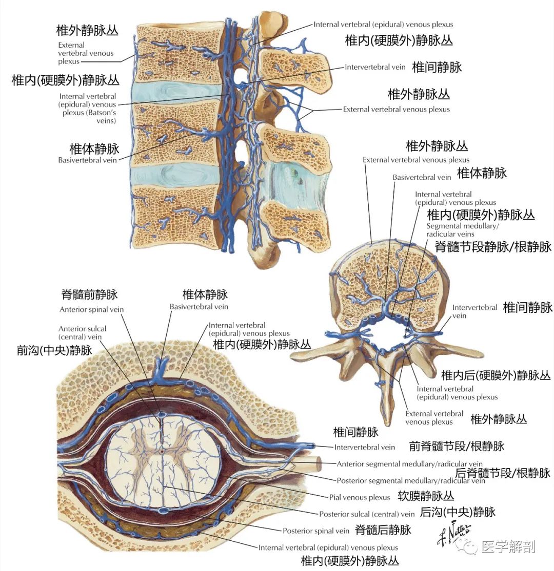 椎管内外有丰富的静脉丛,按部位将其分为 椎外静脉丛和椎内静脉丛.