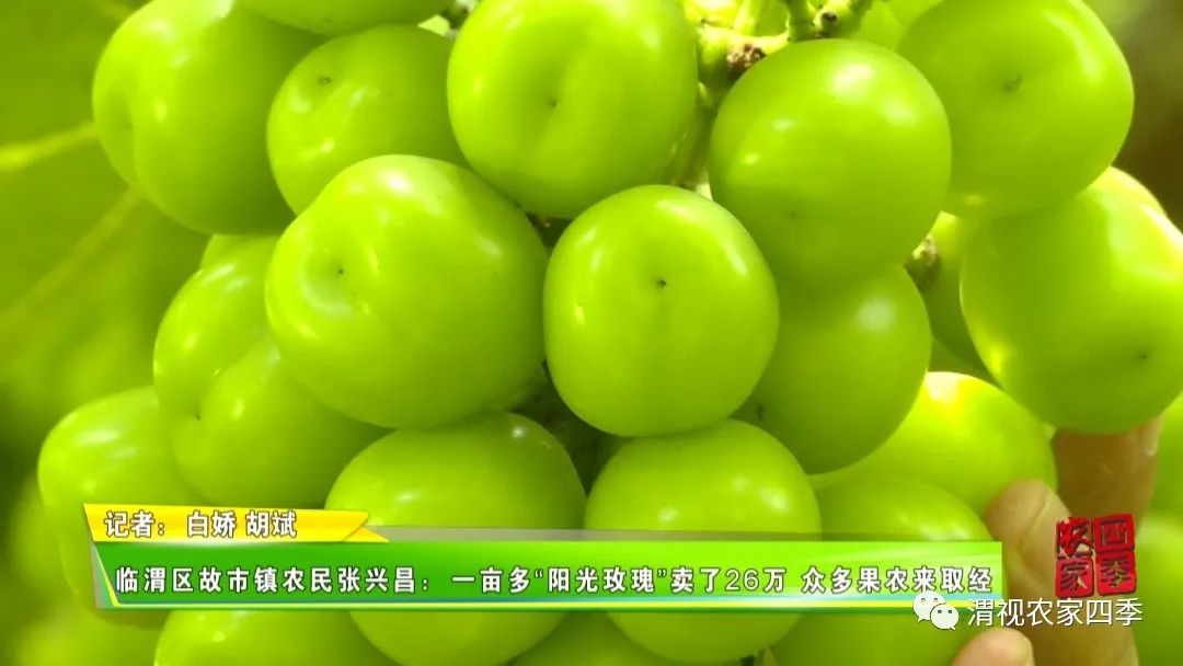 临渭区故市镇农民张兴昌:一亩多"阳光玫瑰"卖了26万 众多果农来取经