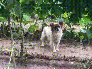 320_240 gif 动态图 动图