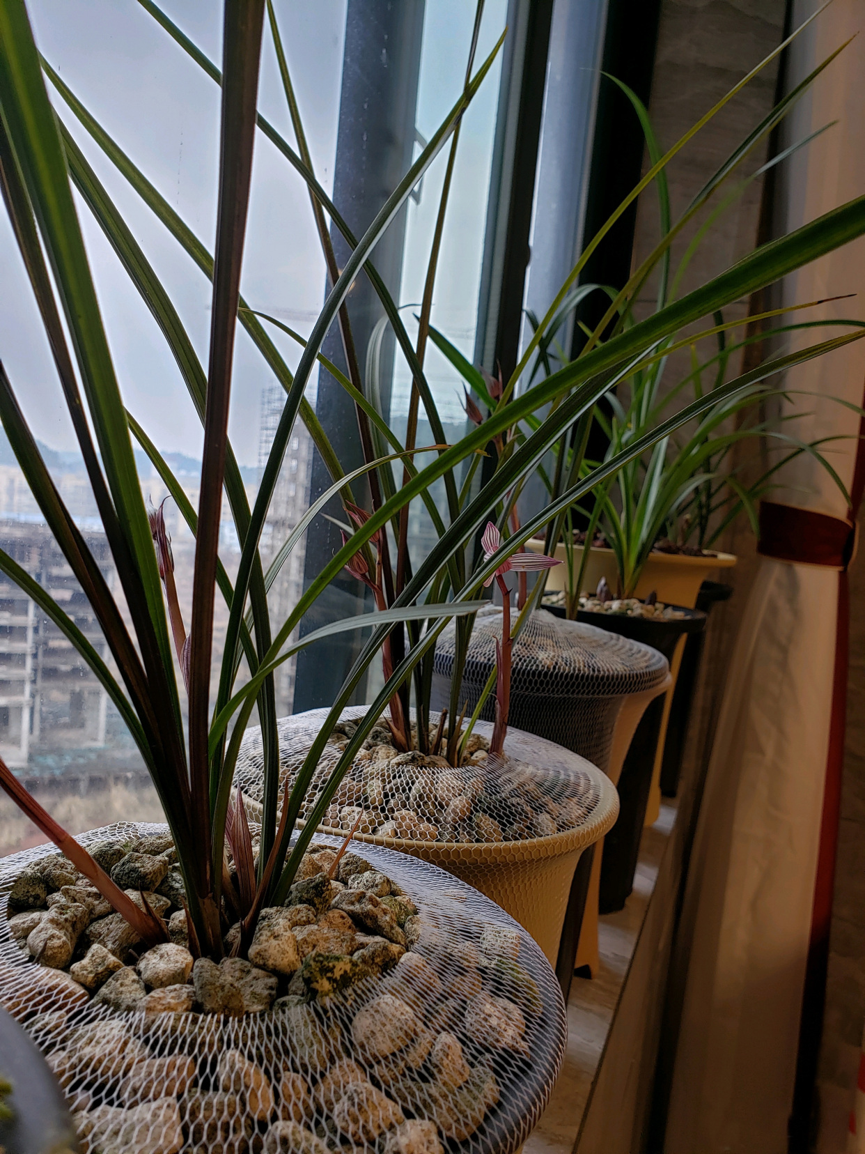 漂亮的兰花贵族,水晶红素,一苗都要上千,值吗?多图欣赏