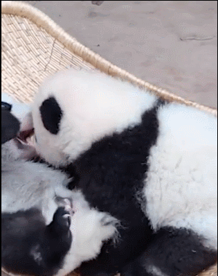 2只小熊猫严重过敏身亡,1个月后才通报?知道熊猫多宝贵吗?