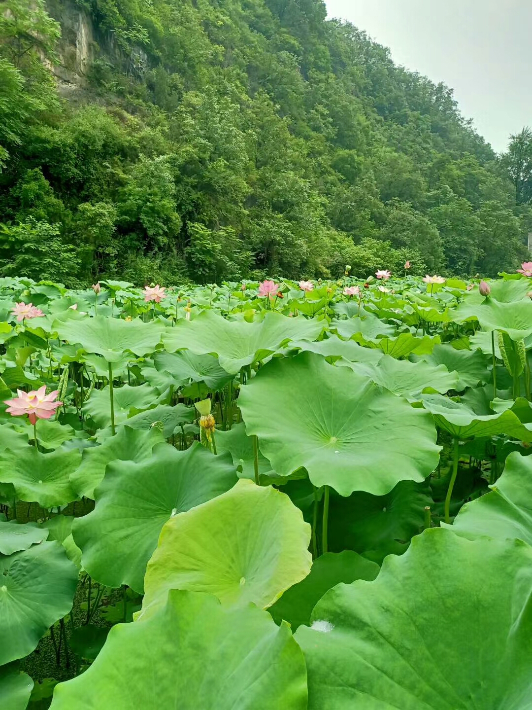 荷花,人间仙境