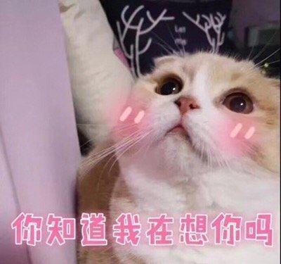 猫咪:你知道我在想你吗?哼!