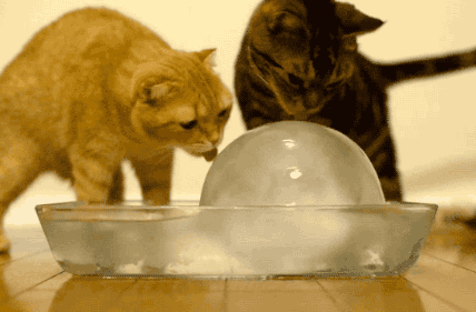 小猫咪也可以吃冰,但一定要小心这一点!否则会变傻!