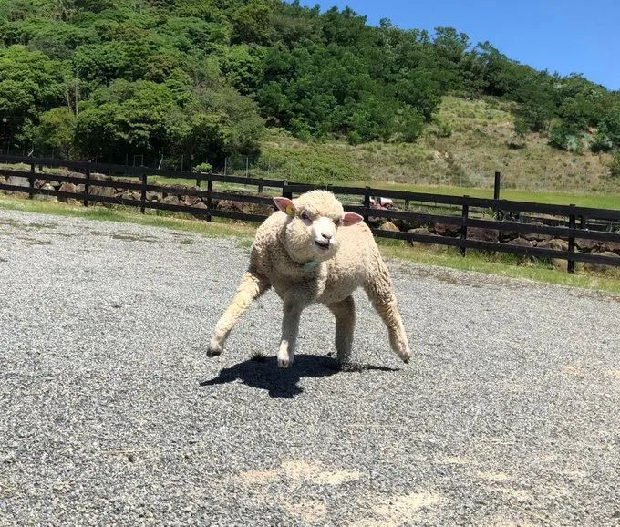 【冷兔趣闻】动物界肌肉大佬合辑