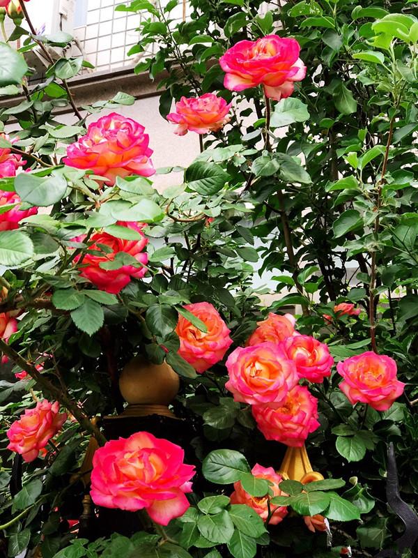 月季花"彩云",花朵又大又美,四季持续开花,盆栽,地栽都可以