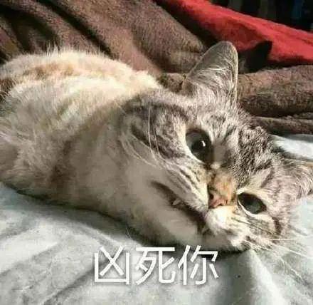 会变成 高冷,猥琐,独立,凶巴巴,不爱理铲屎官的大猫咪.