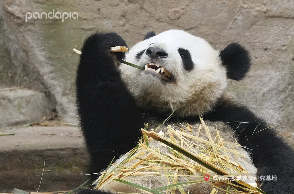 牙膏,大熊猫,牙齿