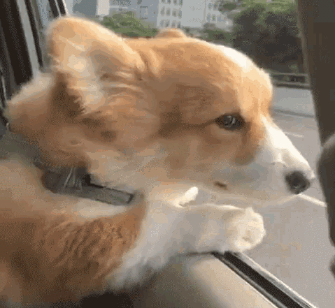 也有的狗狗走不正经路线,好好的一个享受体验也可以弄成滑稽搞笑