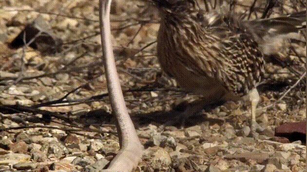 北美一种凶猛小鸟,不善飞行反跑得飞快,常猎杀响尾蛇