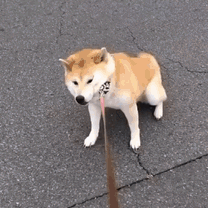 日本小姐姐家的柴犬,解锁了n种拒绝回家的新姿势