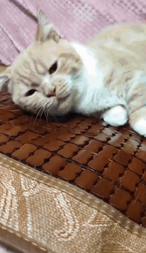 搞笑,萌,萌宠,喵星人