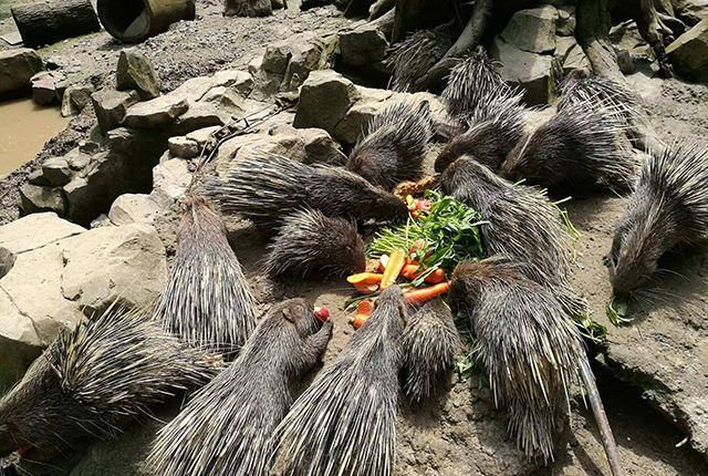 野生动物,野味,果子狸,竹鼠,农村