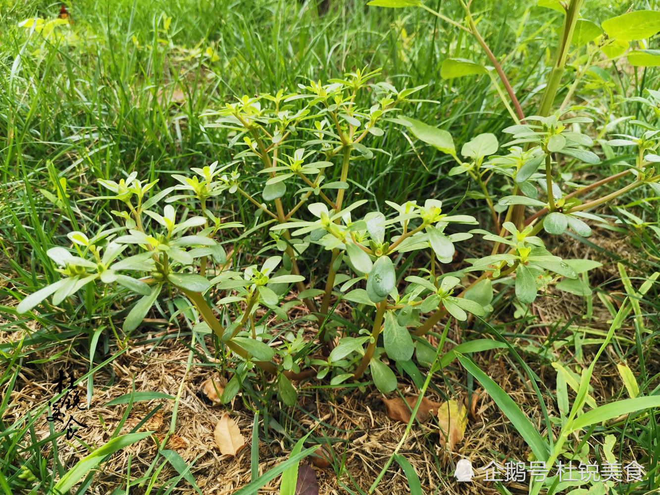 各种野菜,常见野菜,野菜种类